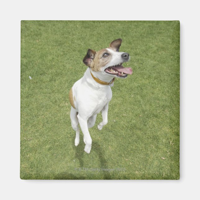 Jack russell terrier jumping, elevated view magnet (Front)