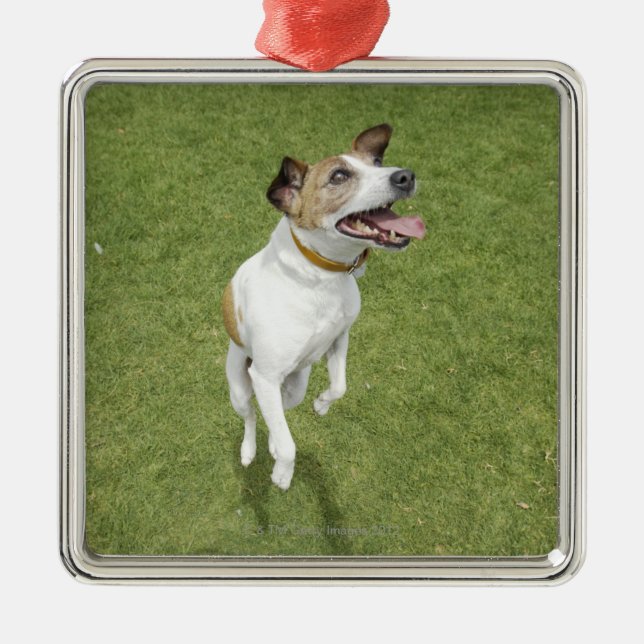Jack russell terrier jumping, elevated view metal ornament (Front)
