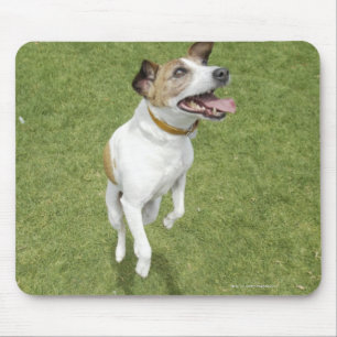 Jack russell terrier jumping, elevated view mouse pad