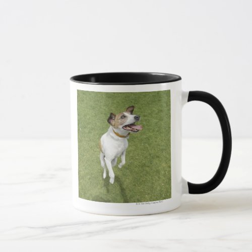 Jack russell terrier jumping elevated view mug