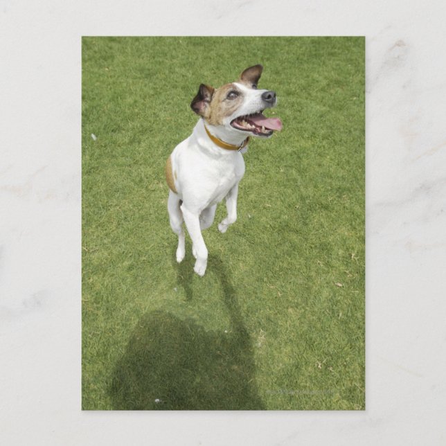 Jack russell terrier jumping, elevated view postcard (Front)