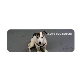 jack russell terrier label