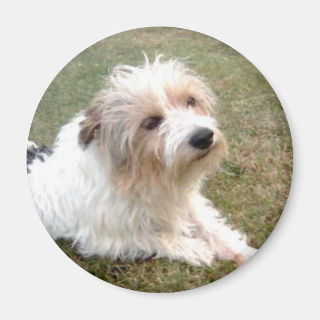 Jack Russell Terrier Magnet (Front)