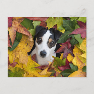 Jack Russell Terrier Postcard