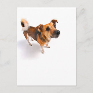 Jack Russell terrier Postcard