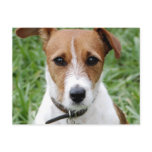 Jack Russell Terrier Postcard