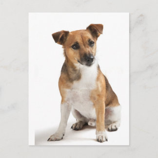 Jack Russell terrier Postcard