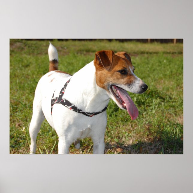 Jack Russell Terrier Poster (Front)