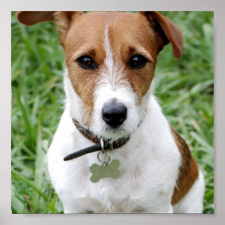 Jack Russell Posters | Zazzle