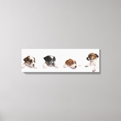 Jack Russell Terrier Puppies Peeking Out Of Box Canvas Print