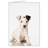 Jack Russell Terrier Puppy (Front)