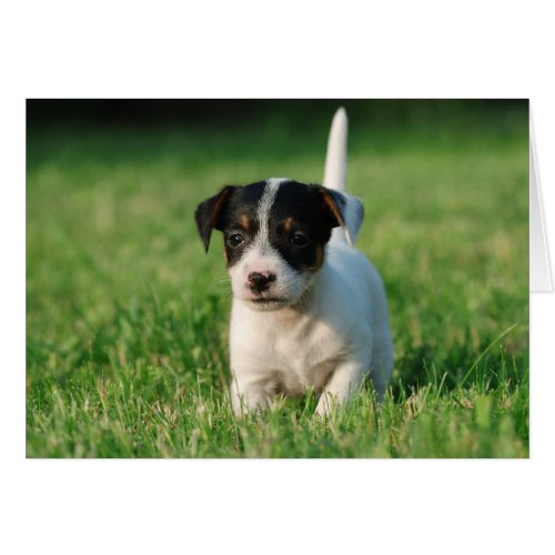 Jack Russell Terrier puppy