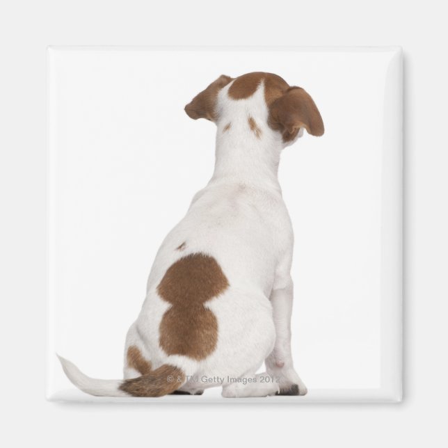 Jack Russell Terrier puppy (3 months old) Magnet (Front)
