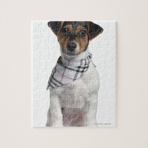 Jack Russell Terrier puppy 4 months old Jigsaw Puzzle