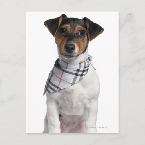 Jack Russell Terrier puppy 4 months old Postcard