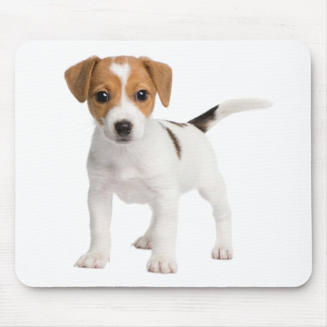 Jack Russell Terrier Puppy Brown And White Dog Mouse Pad (Front)