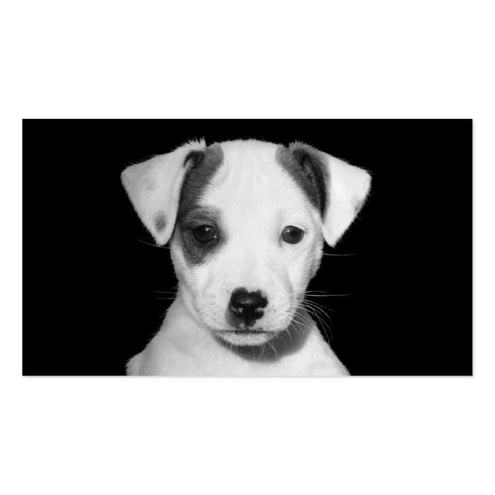 Jack Russell Terrier Puppy Business Card