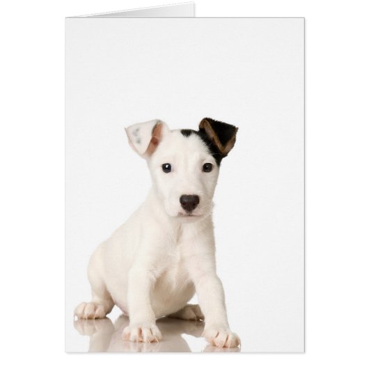 Jack Russell Terrier Puppy Cards (Front)