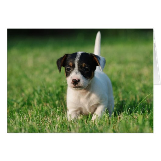 Jack Russell Terrier puppy Cards (Front Horizontal)
