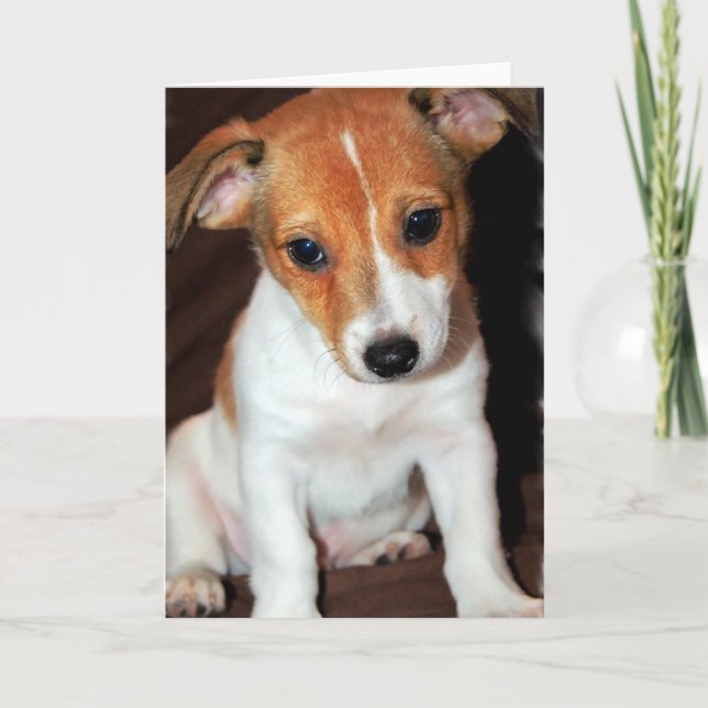 Jack Russell Terrier Puppy Dog  Greeting Card (Front)