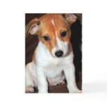Jack Russell Terrier Puppy Dog  Greeting Card