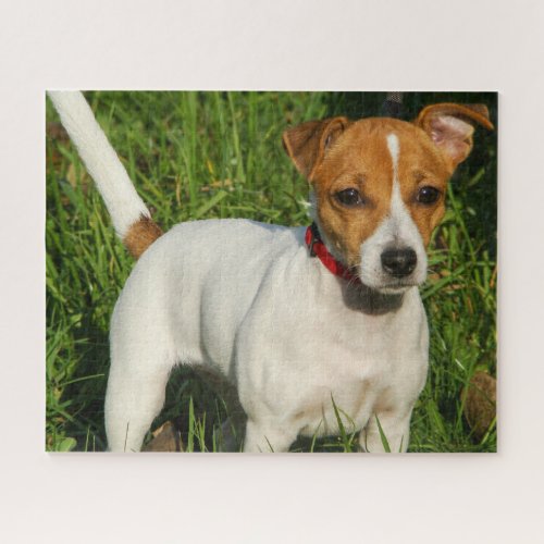 Jack Russell Terrier Puppy Dog Jigsaw Puzzle