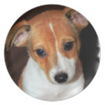 Jack Russell Terrier Puppy Dog Plate