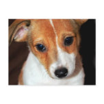 Jack Russell Terrier Puppy Dog  Postcard