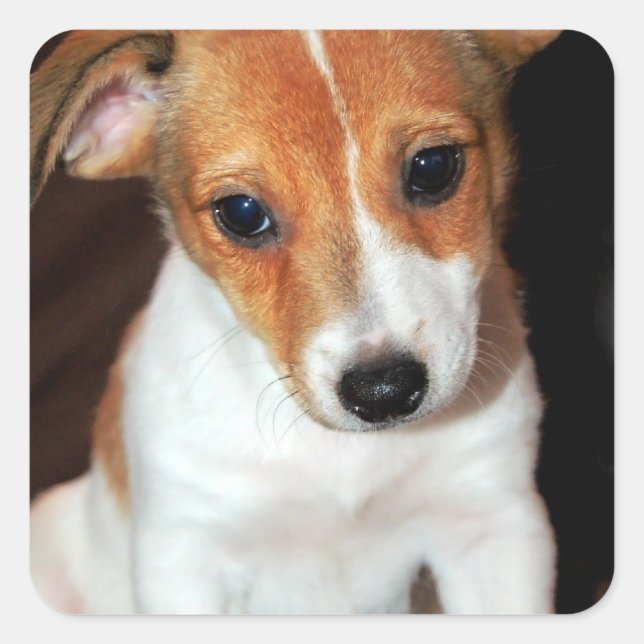 Jack Russell Terrier Puppy Dog Stickers (Front)