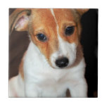 Jack Russell Terrier Puppy Dog Tile