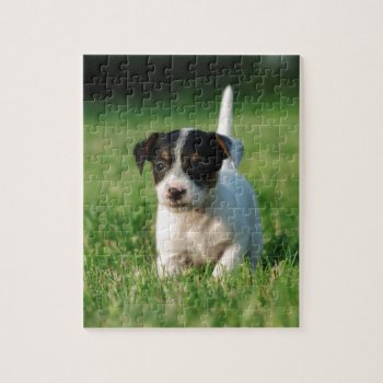 Jack Russell Terrier Puppy Jigsaw Puzzle by petsArt at Zazzle