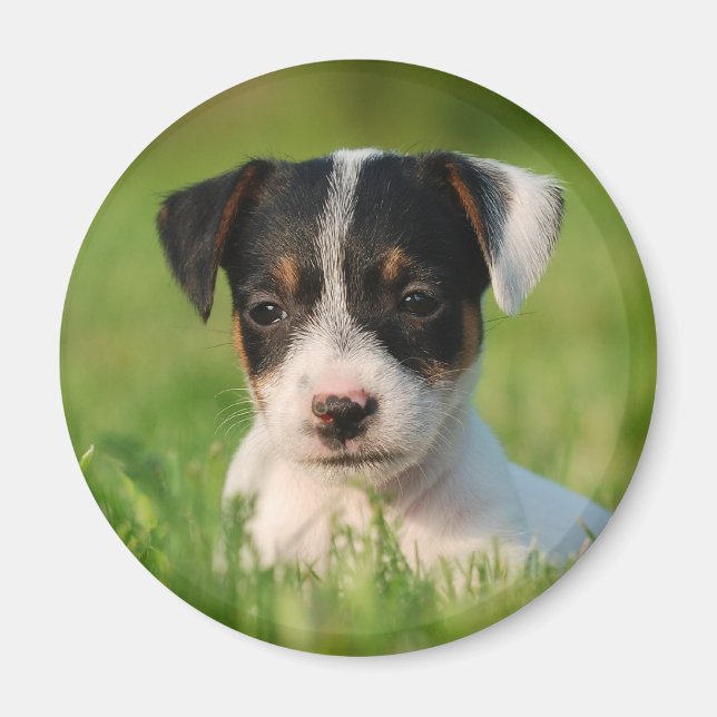 Jack Russell Terrier puppy Magnet (Front)