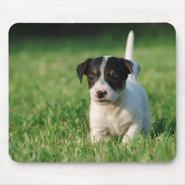 Jack Russell Terrier puppy Mouse Pad (Front)