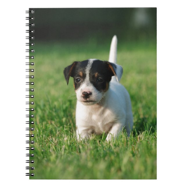 Jack Russell Terrier puppy Notebook (Front)