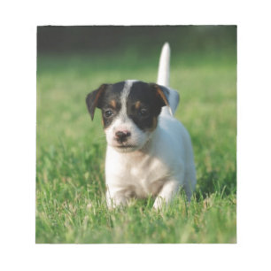 Jack Russell Terrier puppy Notepad