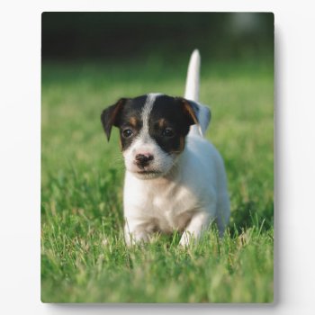 Jack Russell Terrier Puppy Plaque by petsArt at Zazzle