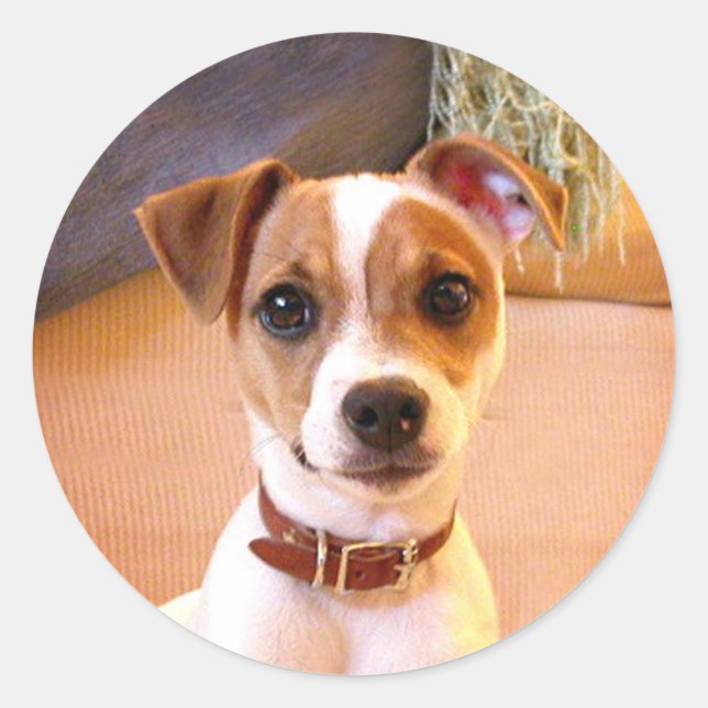 Jack Russell Terrier puppy stickers (Front)
