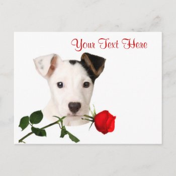 Jack Russell Terrier Red Rose Valentine Design Holiday Postcard by 4westies at Zazzle