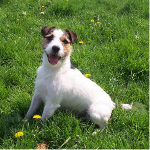 Jack-Russell_Terrier sitting in grass Cutout