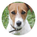 Jack Russell Terrier Sticker