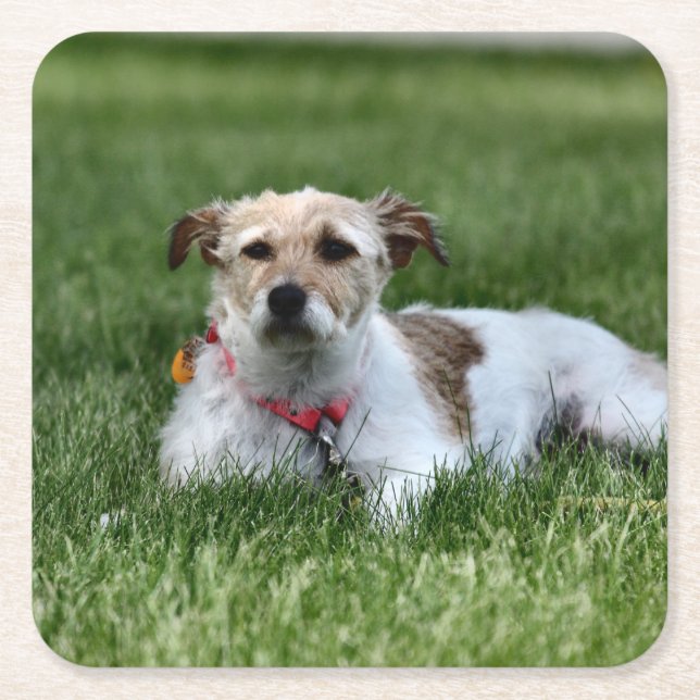 Jack Square Paper Coaster (Front)