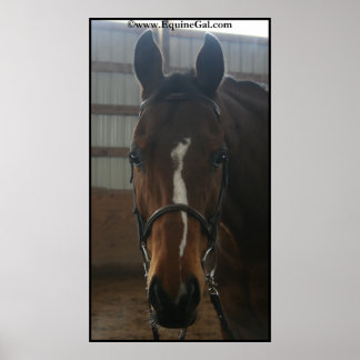 Jack the Quarter Horse Poster