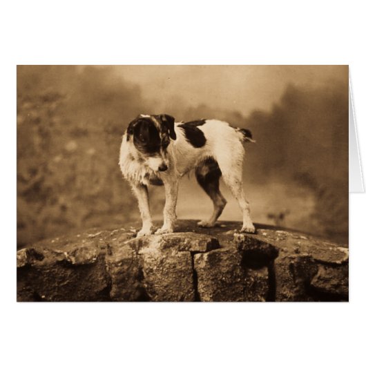 Jack the Vintage Jack Russell Terrier Cards (Front Horizontal)
