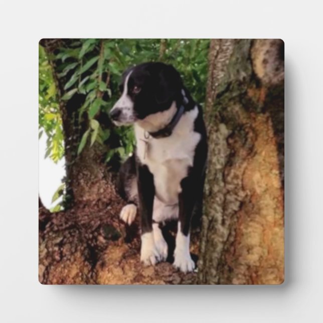 JACK the WONDER DOG Plaque (Front)