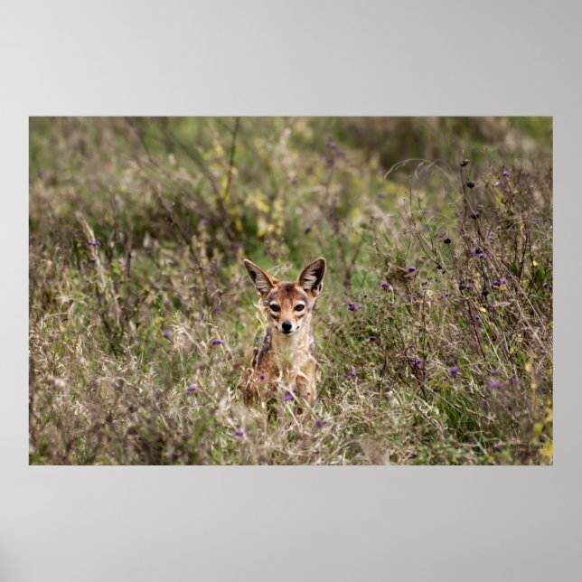 Jackal in grass poster (Front)