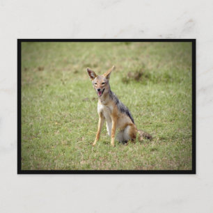 Jackal Postcard