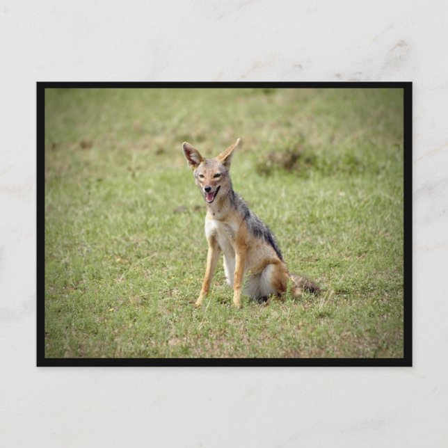 Jackal Postcard (Front)