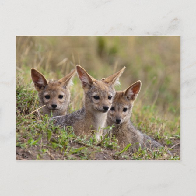 Jackal Pups Postcard (Front)