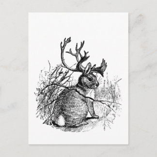 jackalope postcard