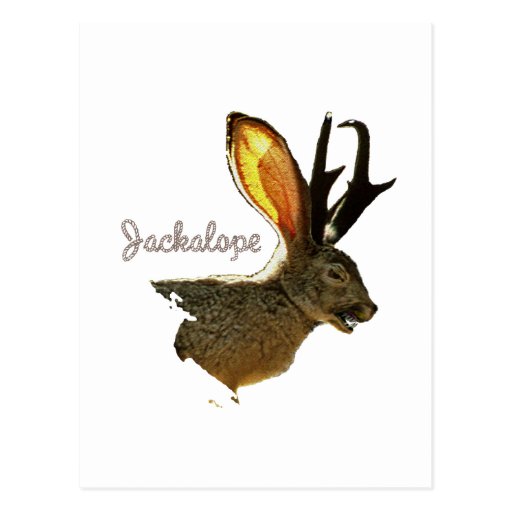 Jackalope Postcard | Zazzle